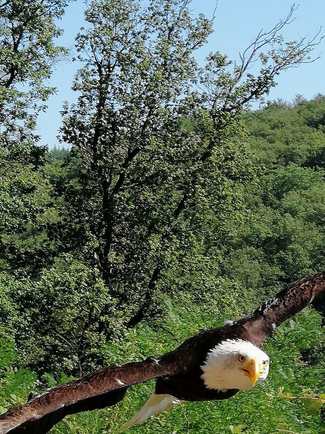 Greifvogelpark Saarburg – Bild 5
