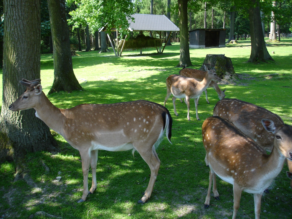 Tiergehege Greiz in Waldhaus Mohlsdorf – Bild 2