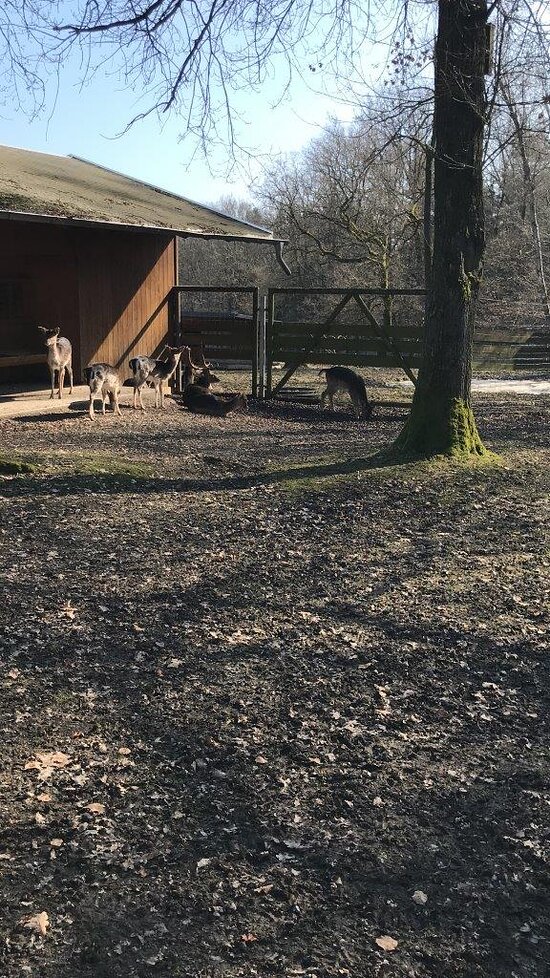 Tiergehege Greiz in Waldhaus Mohlsdorf – Bild 4