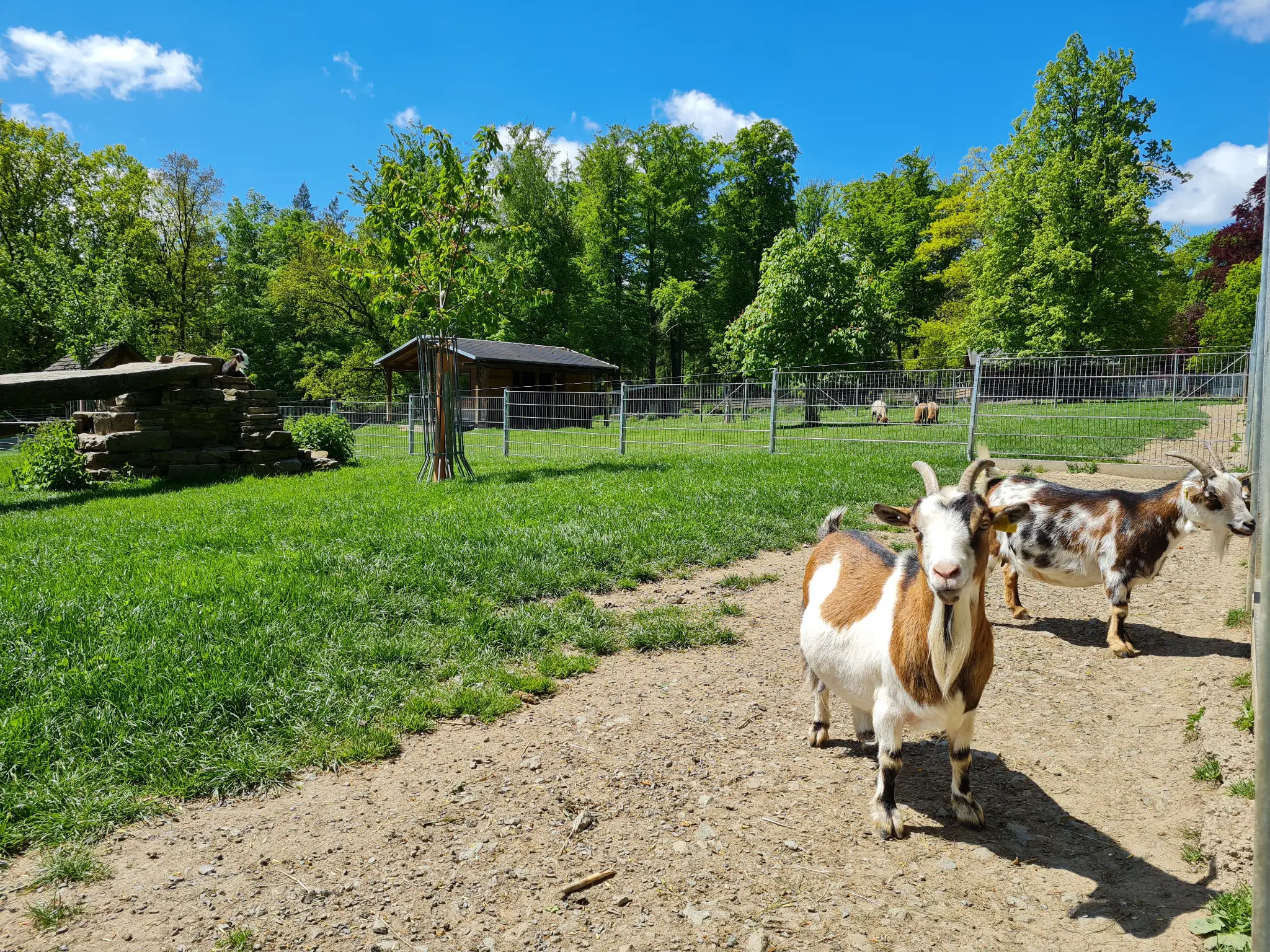 Tiergehege Greiz in Waldhaus Mohlsdorf – Bild 5