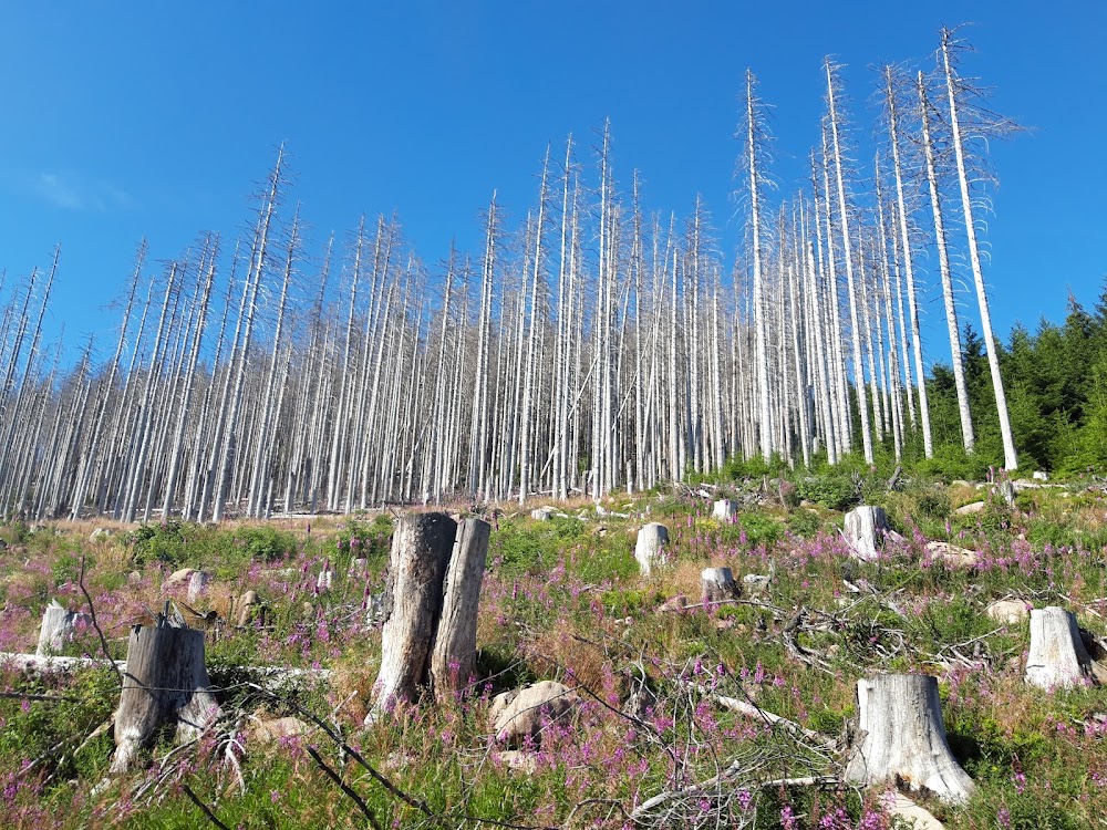 Walderlebnispfad Goslar – Bild 3