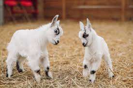 Triple C Farm – Bild 2