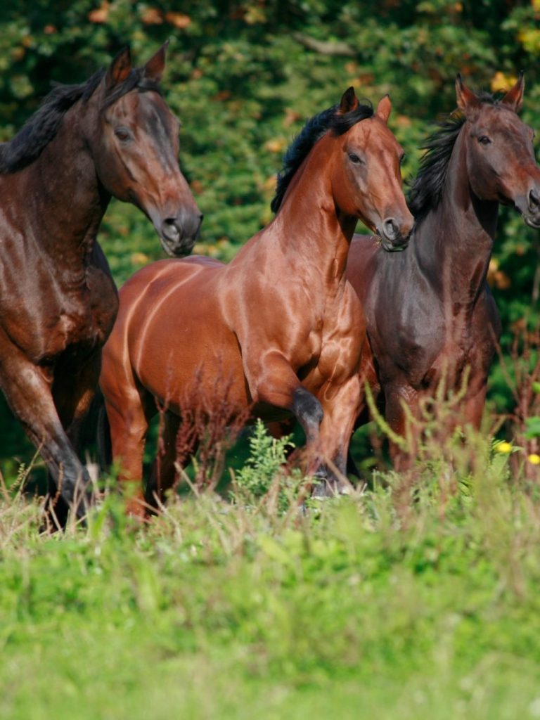 Winklerhof - Pensionspferde - Landwirtschaft – Bild 2