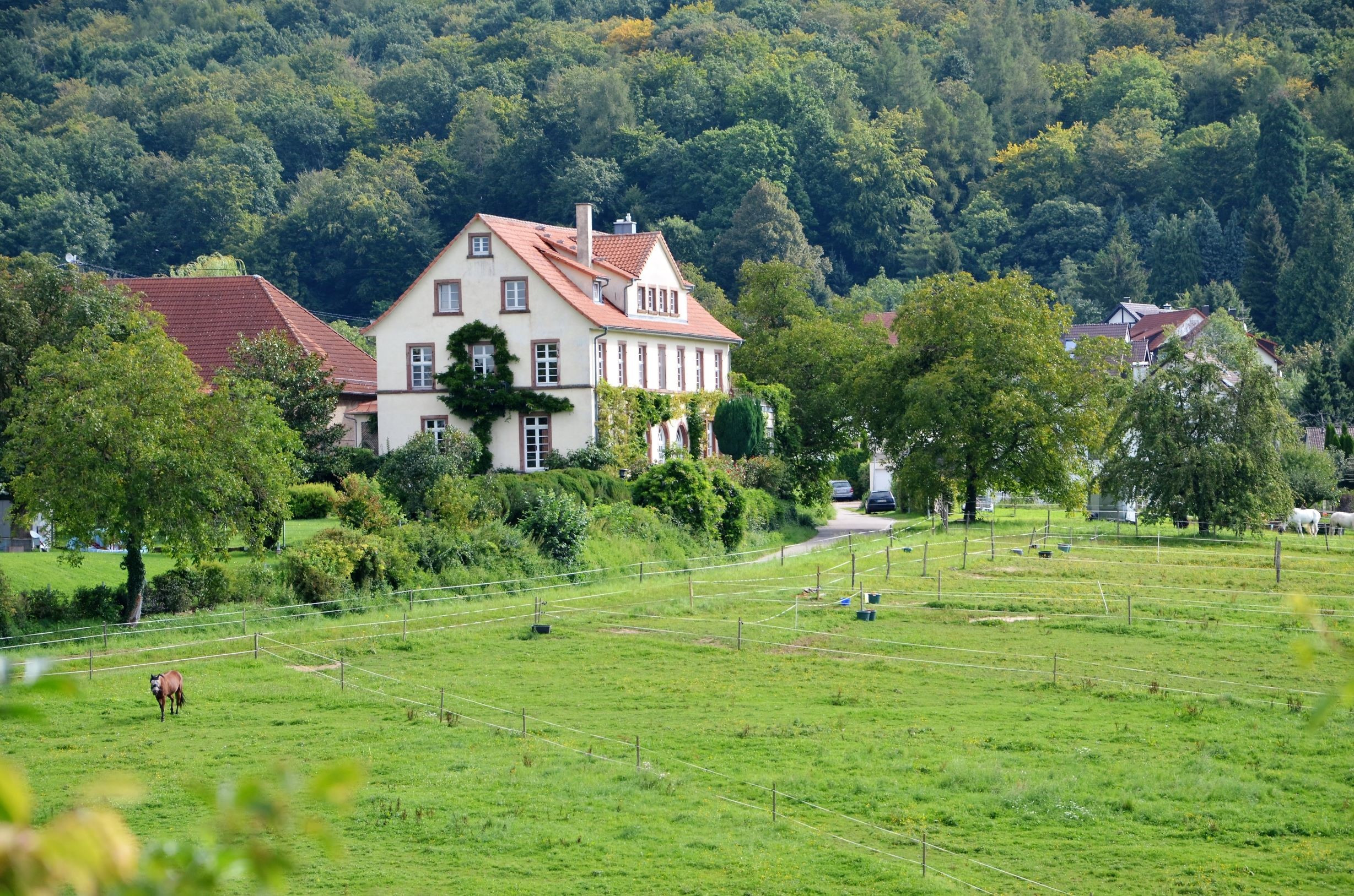 Winklerhof - Pensionspferde - Landwirtschaft – Bild 3