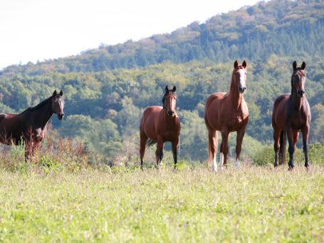 Winklerhof - Pensionspferde - Landwirtschaft – Bild 4