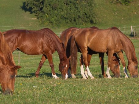 Winklerhof - Pensionspferde - Landwirtschaft – Bild 6