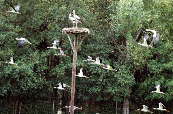 Wildpark Eekholt KG – Bild 5