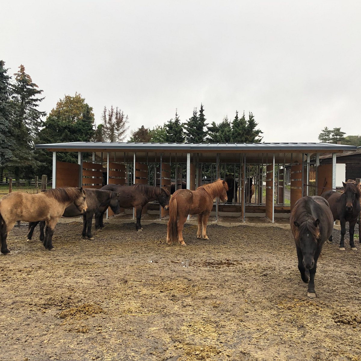 Pension Zum Hochscheid – Bild 6