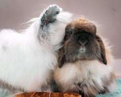 Blue Dot Acres – Bild 3