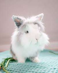 Blue Dot Acres – Bild 4