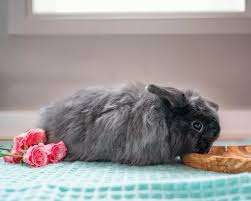 Blue Dot Acres – Bild 6