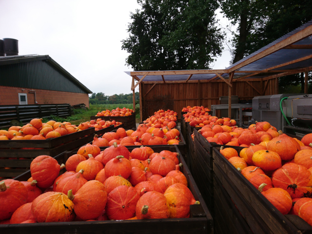 Kürbishof Sprengel – Bild 4