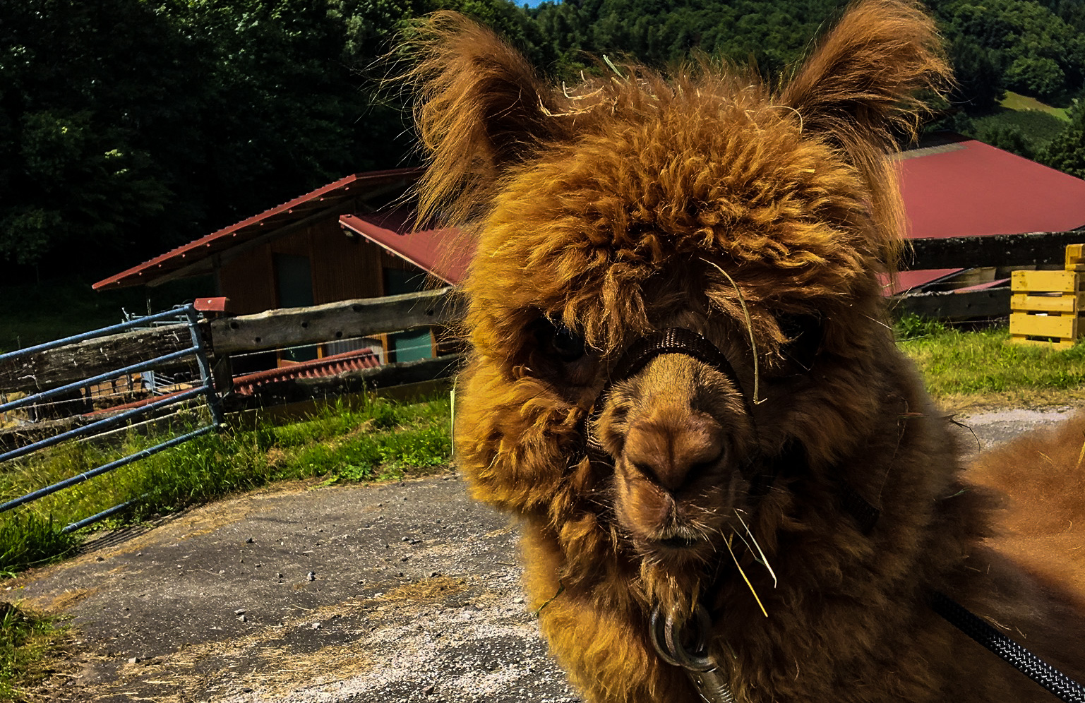 Benny's Ranch – Bild 3