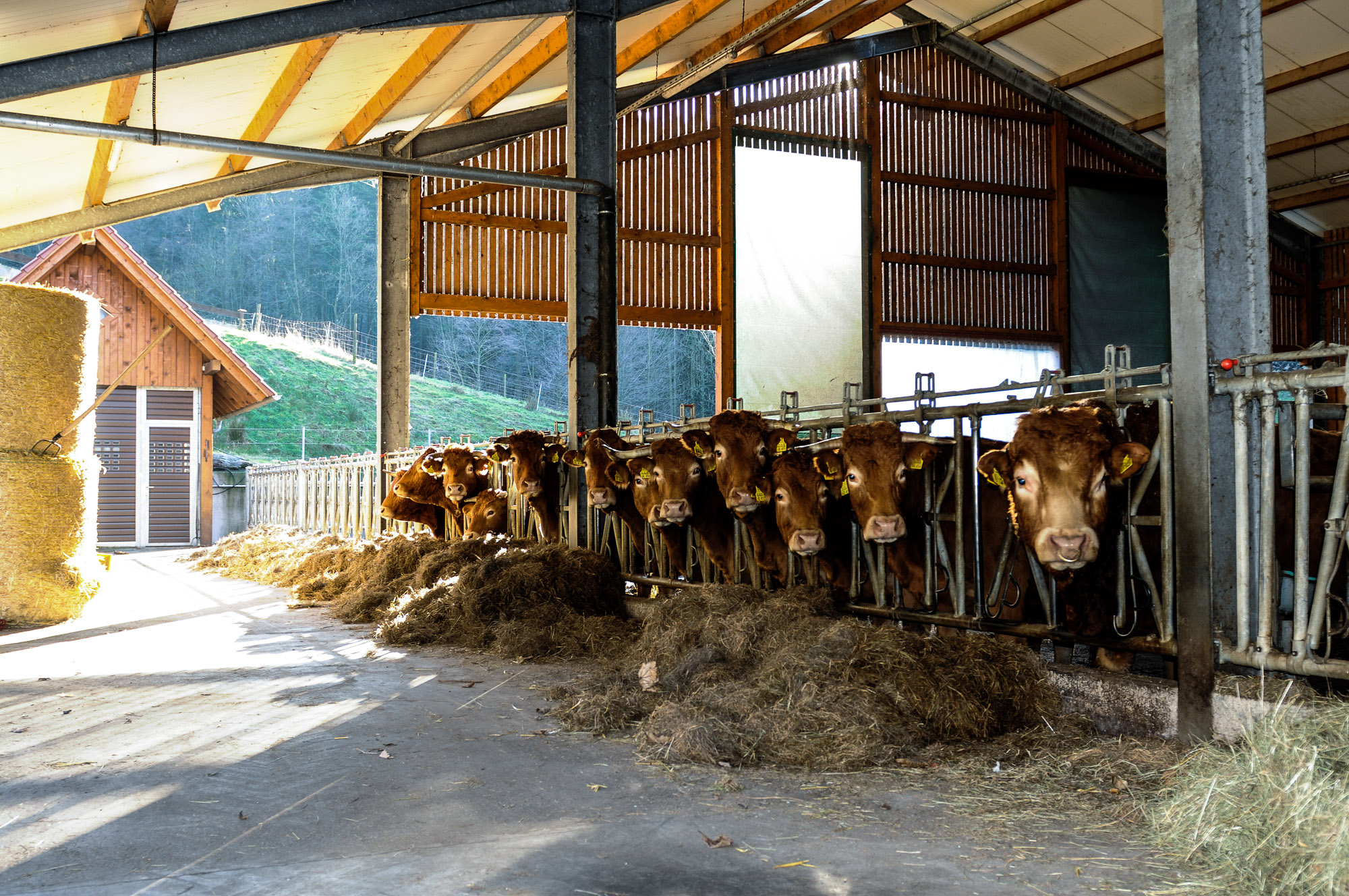 Benny's Ranch – Bild 6