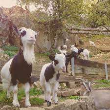 Wildpark Mühletäli – Bild 2