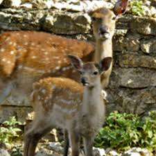 Wildpark Mühletäli – Bild 3