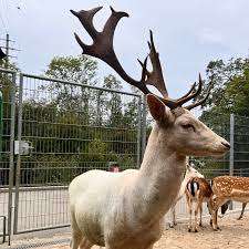 Wildpark Mühletäli – Bild 4