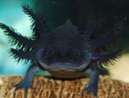AXOLOTLS MONSTRES D'EAU DOUCE – Bild 1