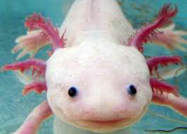 AXOLOTLS MONSTRES D'EAU DOUCE – Bild 3