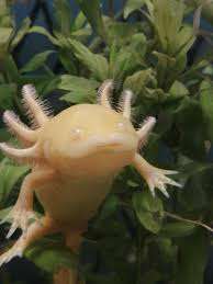 AXOLOTLS MONSTRES D'EAU DOUCE – Bild 4