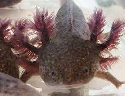 AXOLOTLS MONSTRES D'EAU DOUCE – Bild 5