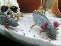 AXOLOTLS MONSTRES D'EAU DOUCE – Bild 6