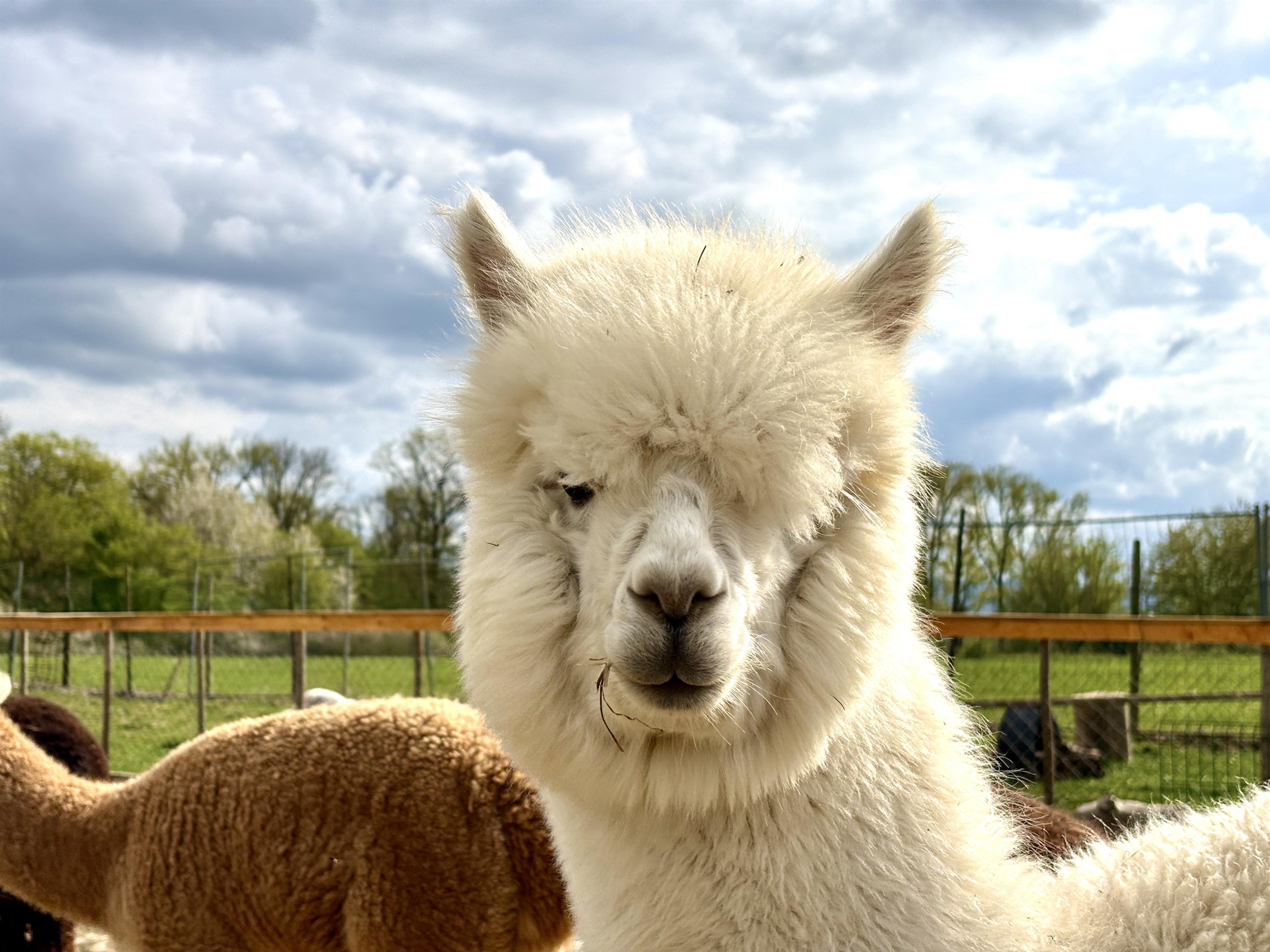 Richy‘s Ranch - Alpaka- & Ziegenhof, Kaffee, Kuchen, Lebensmittel und mehr – Bild 3