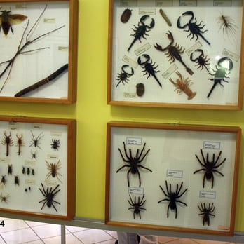 Insektenmuseum und Schmetterlingsfarm Steinhude – Bild 2