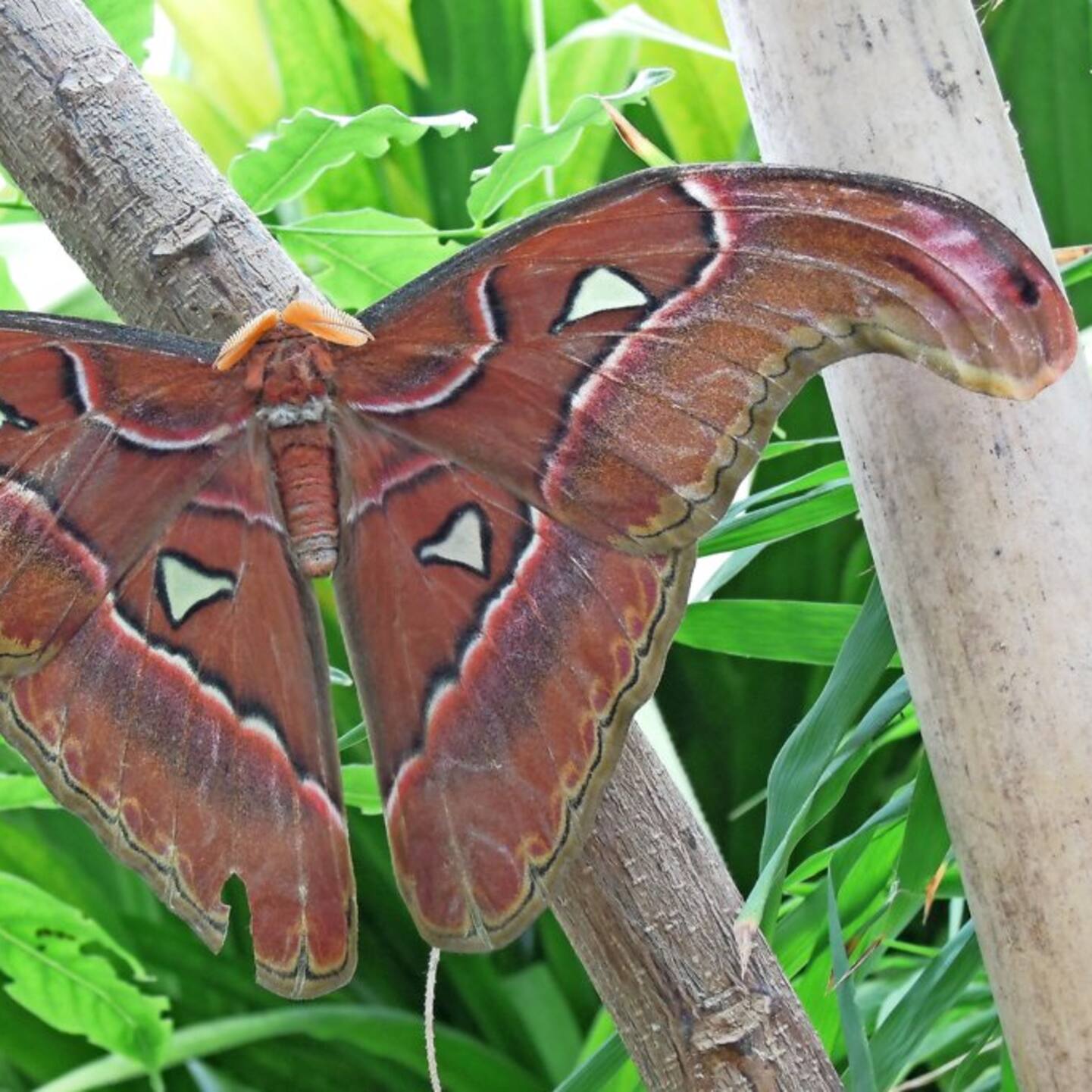 Insektenmuseum und Schmetterlingsfarm Steinhude – Bild 6