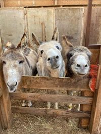 Kalkwerkfarm – Bild 2