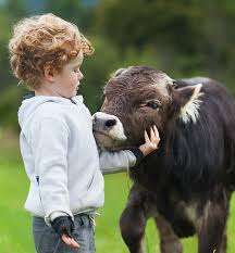 Chava Farms – Bild 3