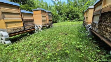 Hobbyimkerei Dennis Schmitt – Bild 2