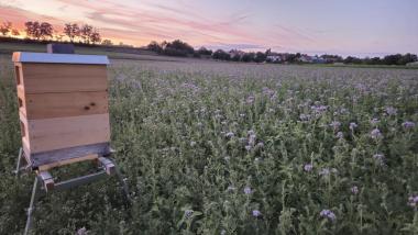 Hobbyimkerei Dennis Schmitt – Bild 3