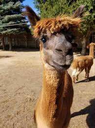 South West Alpacas – Bild 2