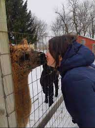 South West Alpacas – Bild 3