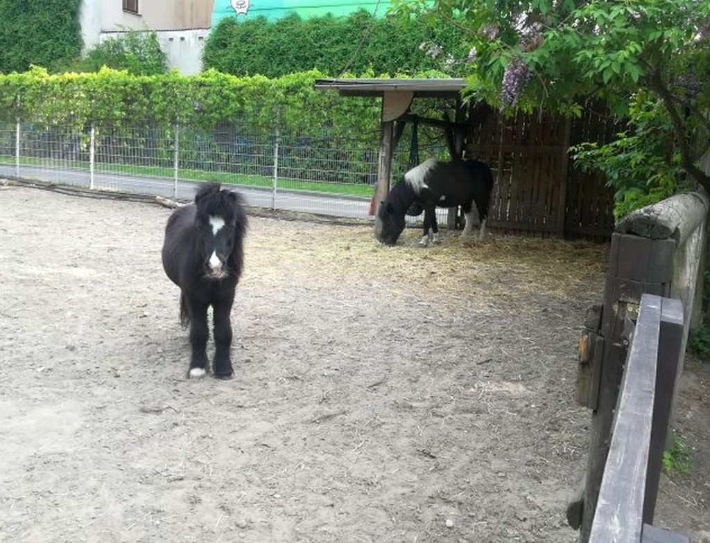Kinderbauernhof Am Mauerplatz e.V. – Bild 3