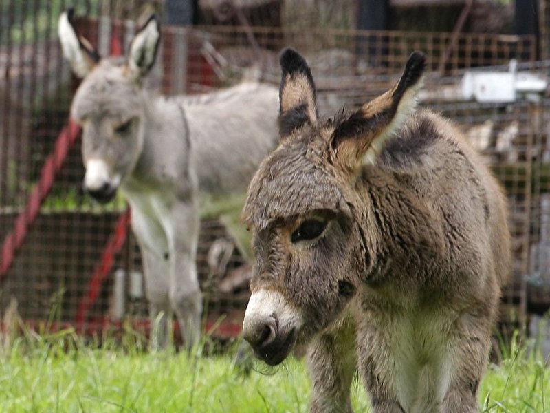 Kinderbauernhof Am Mauerplatz e.V. – Bild 4