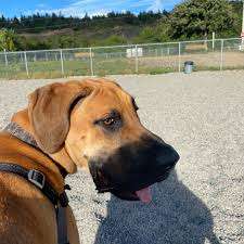 Sgt. Ned Nugent's Field Dog Park – Bild 4