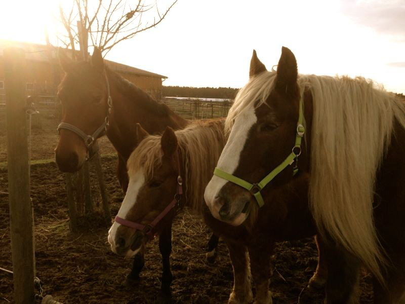 Seelenheilen e.V – Bild 4