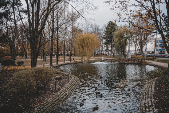 Teich im Süd-West-Park Eschborn – Bild 2