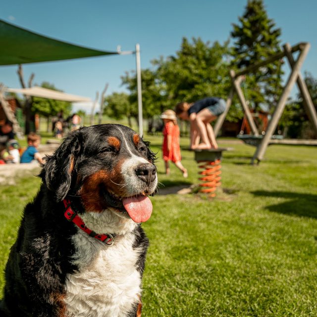 Ferienhof Grieshof – Bild 2