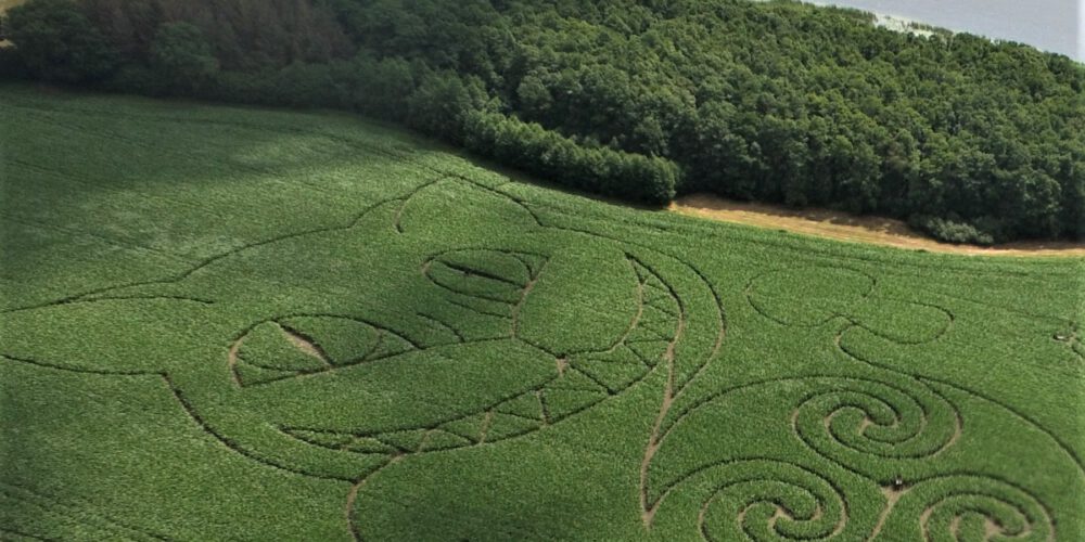 Maislabyrinth Sieversdorf – Bild 2