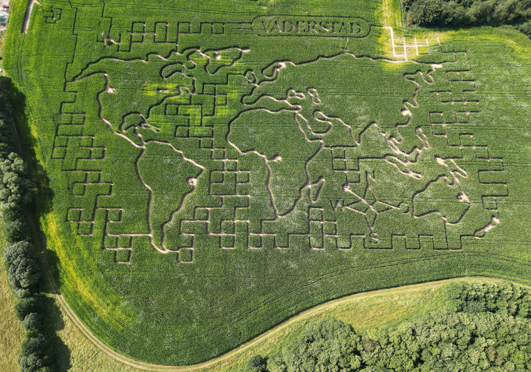 Maislabyrinth Sieversdorf – Bild 5