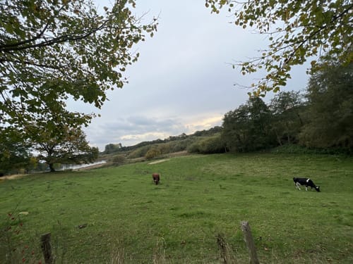 Maislabyrinth Sieversdorf – Bild 6