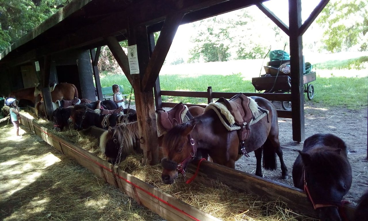 Ponyhof Oberwaldhaus – Bild 3