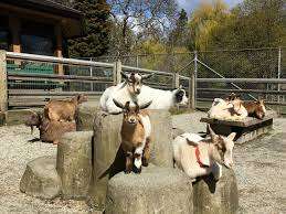 Beacon Hill Children's Farm – Bild 1