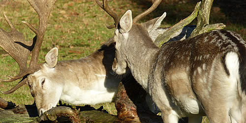 Wildgehege Karlstern – Bild 2