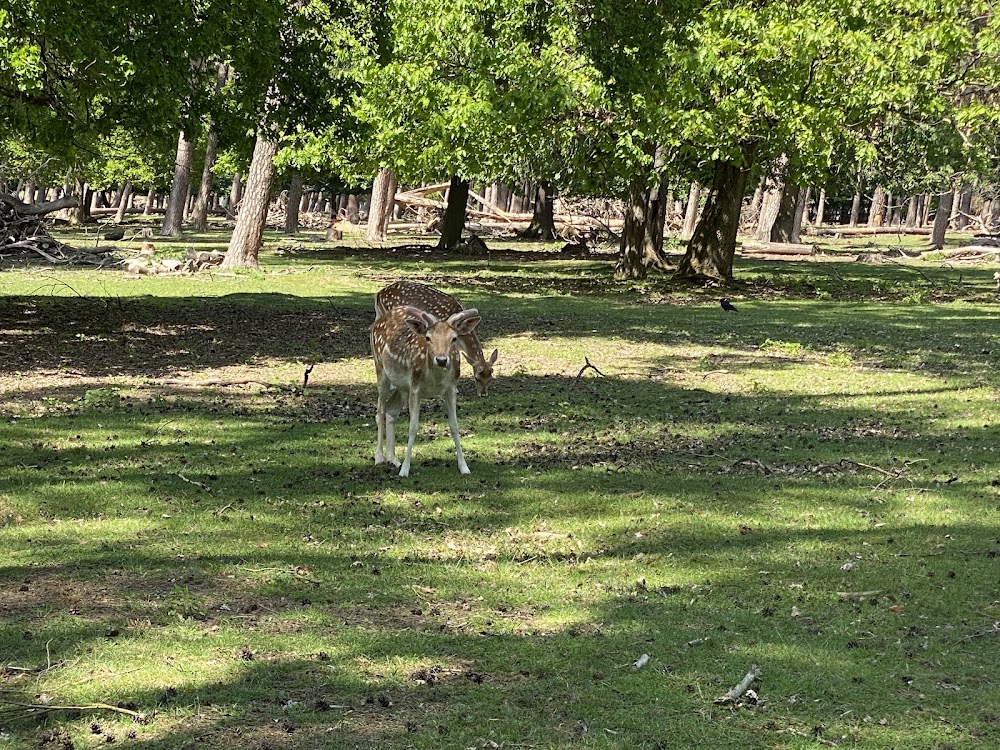 Wildgehege Karlstern – Bild 4