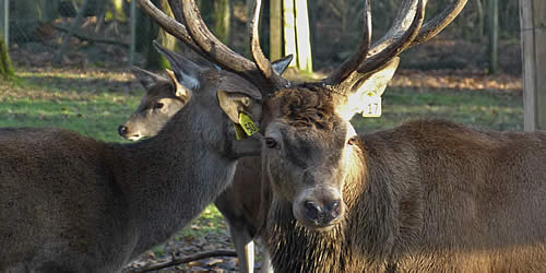 Wildgehege Karlstern – Bild 6