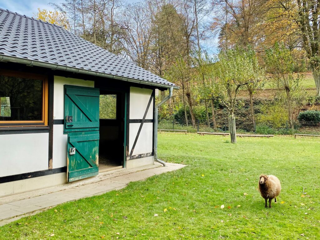 Tiergehege im Herminghauspark – Bild 6